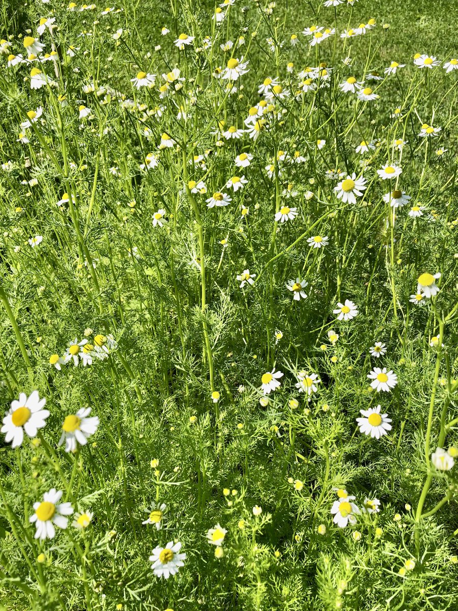 A beautiful chamomile bloom today 🌞🫖 #herbal #tea #plantsheal #solstice