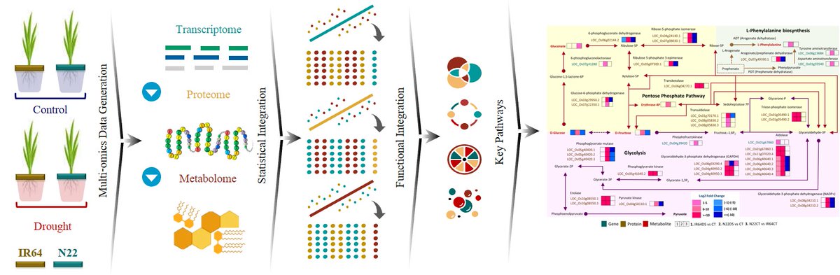 80Anuj's tweet photo. Every first experience is always special therefore I am happy to share my first paper as a first author! 
A great resource of rice's single source multi-omics data to investigate drought response! 
https://t.co/ior4gBqe2j
#science https://t.co/2ZkzJaMxbR