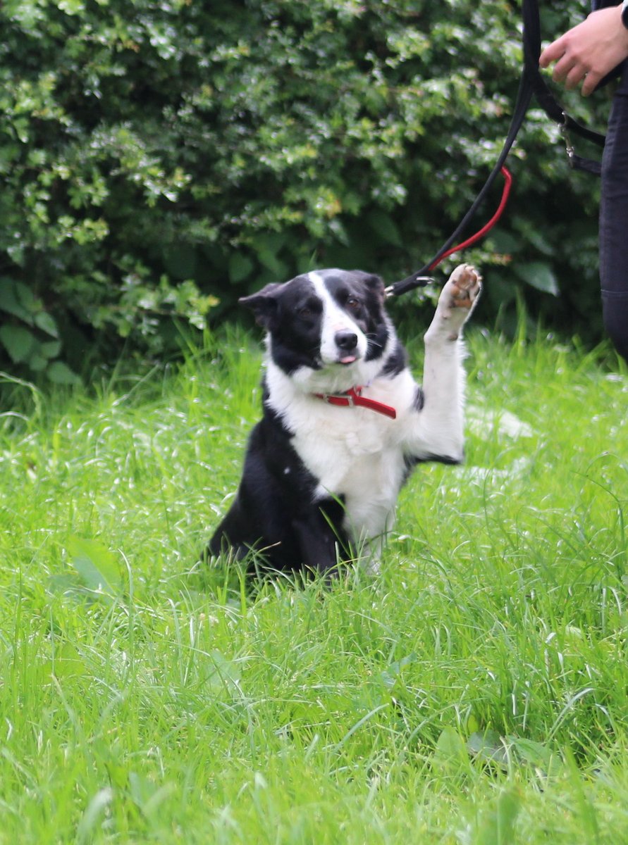 FOSTBCrescue's tweet photo. Midweek cheek. Showing a real cheeky side with a high five and that collie tongue.
#cheekydogs #workingdogs #adoptadog https://t.co/fatzw53UBZ