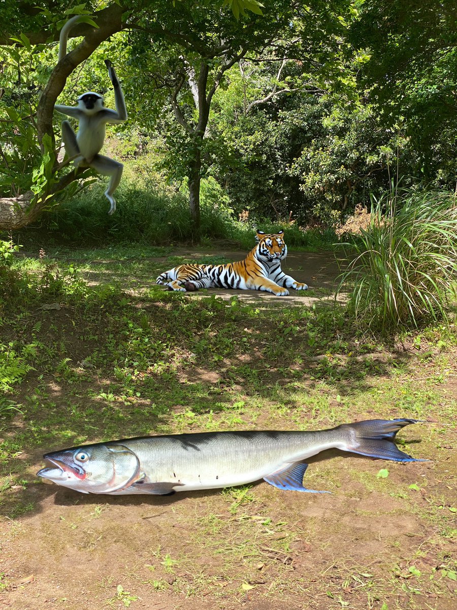 Keisuke69's tweet photo. ツイートするって言ってて忘れてた。これがAdobe Fireflyの威力です
キャンプ場で撮った何もない自然に生き物を錬成。
これがたった30秒ちょっとの出来事
マジですごいからみんな使って!
#ourdevday2023 https://t.co/RM5StKkuuG
