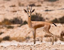 M_e_e_k_e's tweet photo. #Djibouti #CATnews #AliSabieh "Le plateau de #Digri (#Holhol) avait également le taux de détection le plus élevé dans nos enquêtes sur la #gazelle Dorcas Gazella dorcas, la #gazelle generuk Litocranius waller et le #dikdik de SaltMadoqua saltiana". 2/2 https://t.co/TbPWG6S1Uo