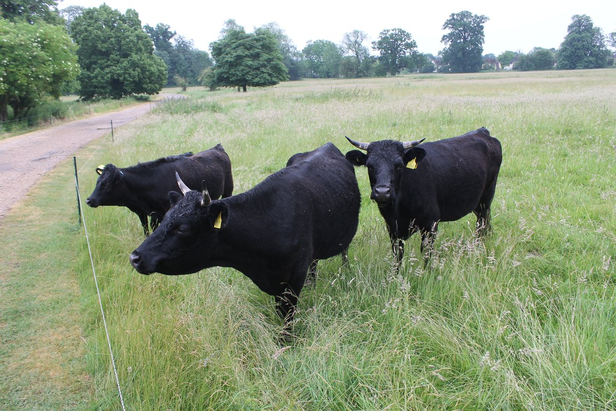 Grazing peacefully by the Ickwell lane. Our neighbours have reintroduced Dexter cows following what Lady Wells bred and showed at The Bury.