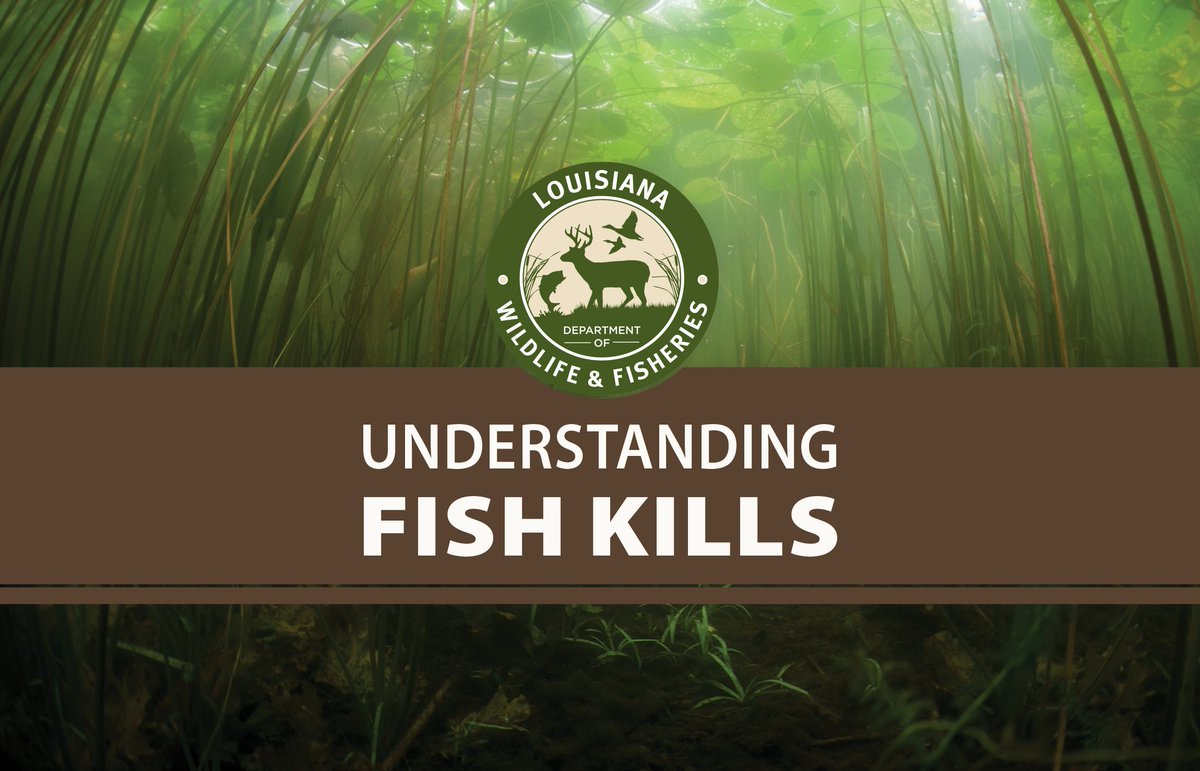 The current mix of sizzling summer temperatures, cloudy weather, and storms may lead to fish kills across the state. Please report fish kills to LDWF so biologists can investigate and document them ASAP. For more information: ow.ly/JZPZ50OTZOf