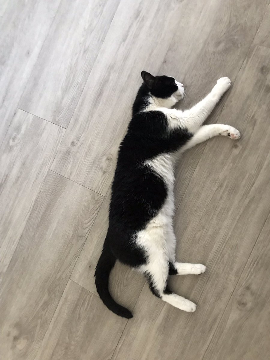 Frans_Traas69's tweet image. Nieuw Vloerkleed. Type #mickey 
Verplaatst zichzelf #dynamisch