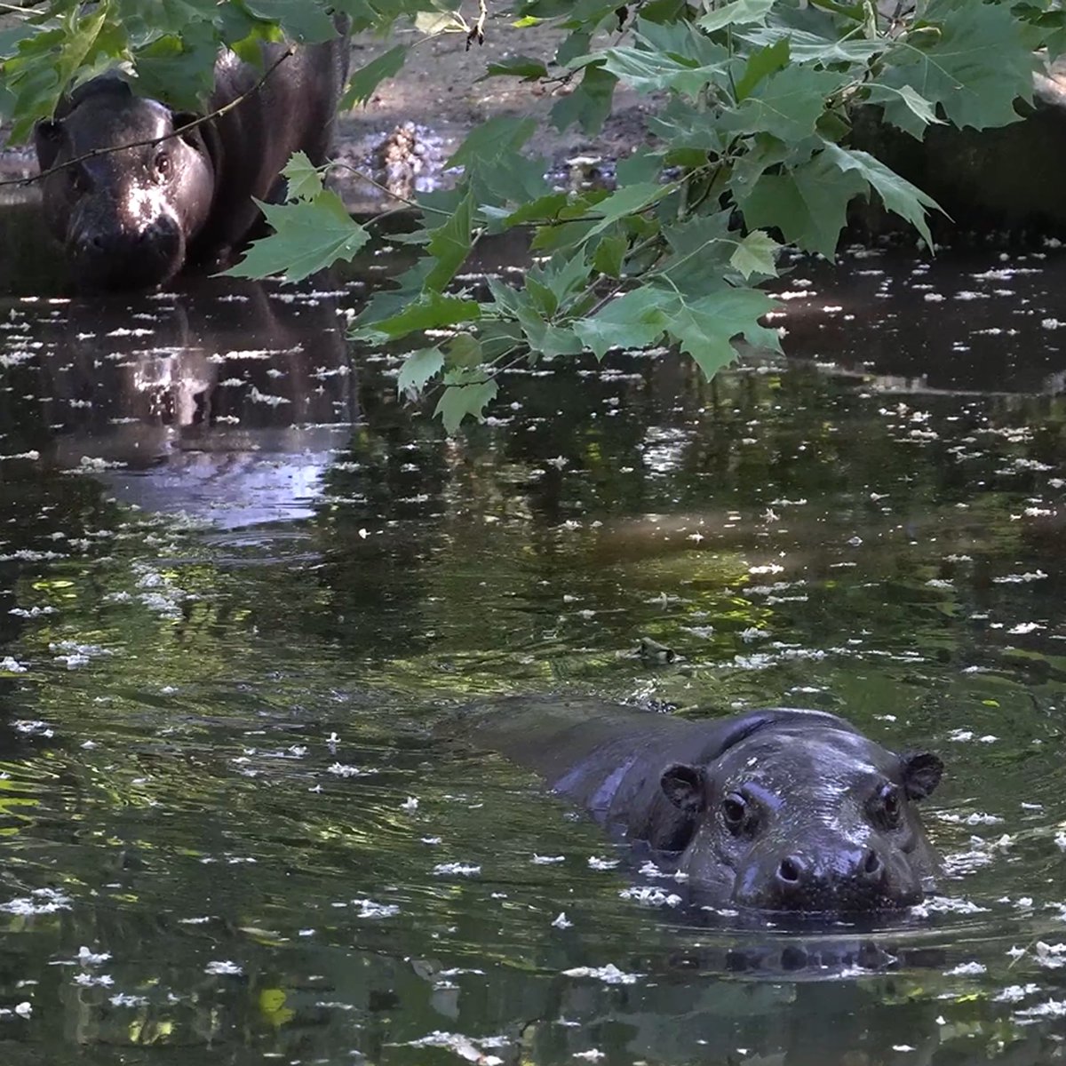 In the next couple of weeks I will be working in an African jungle for a special research project ( IBREAM) searching for the endangered species the pygmy hippopotamus with our conservationdog #conservation #edangerdspecies @DogsScent #snifferdogs #k9 #research