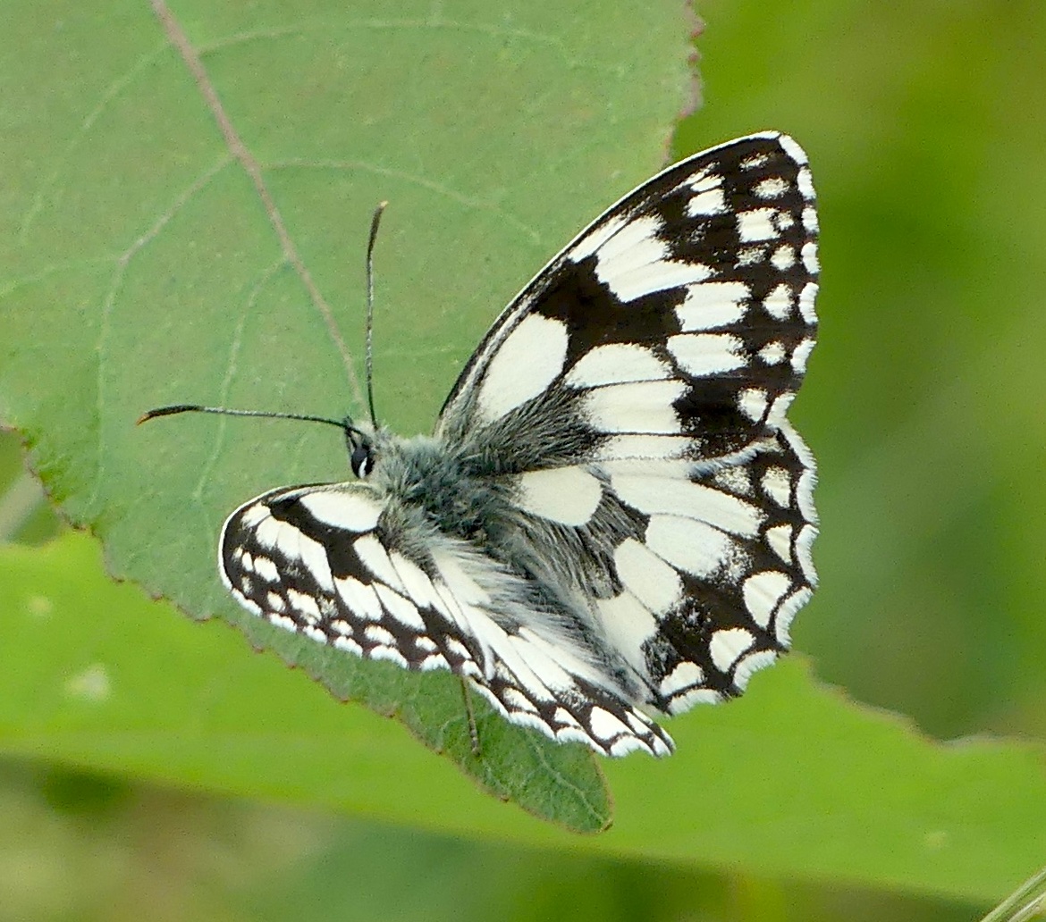 After visiting the East Wickham Open Space we wandered through the Plumstead Cemetery hoping to see a Marbled White Butterfly: nothing doing alas but we then saw one on nearby Bostall Heath (just the single one) ~ 21 June 2023 [...  #InsectWeek ... #InsectWeek23 ...]