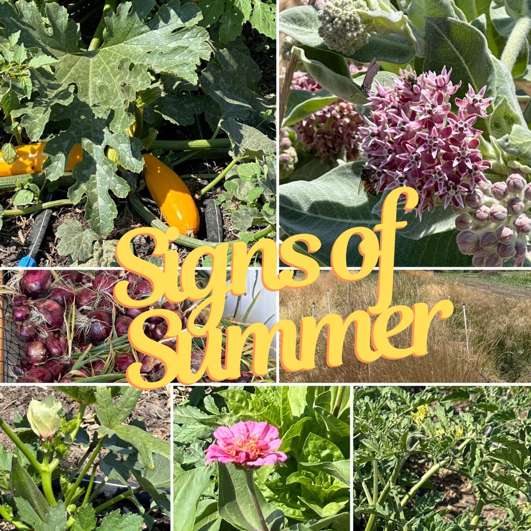 Happy Summer Solstice! There are signs of summer all over The Maples Farm: veggies are ready for harvest, Milkweed is ready for Monarchs, beautiful onions are curing, and native grasses are turning golden. What signs of summer are you excited about? #summeronthefarm