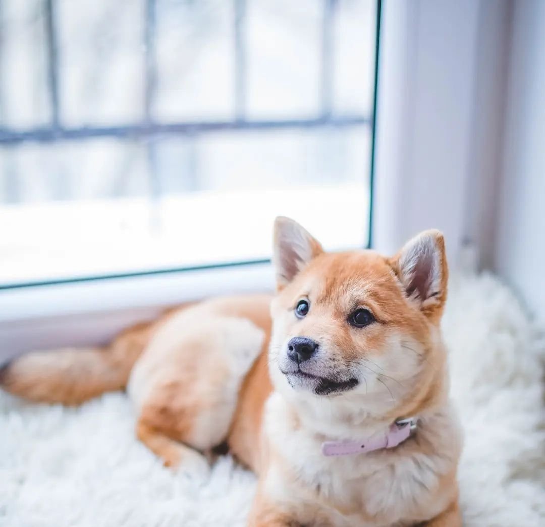 Corgi_Lovers0's tweet image. #corgi