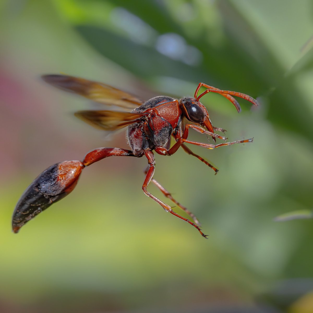 Wasp waist 
Canon R5 and sigma 150mm macro 
SS1/3200 F6.3 ISO2500