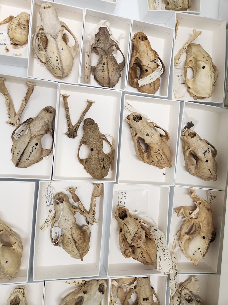 Chris_J_Law's tweet image. Finally made it to the @NHM_London after a 3 year delay!