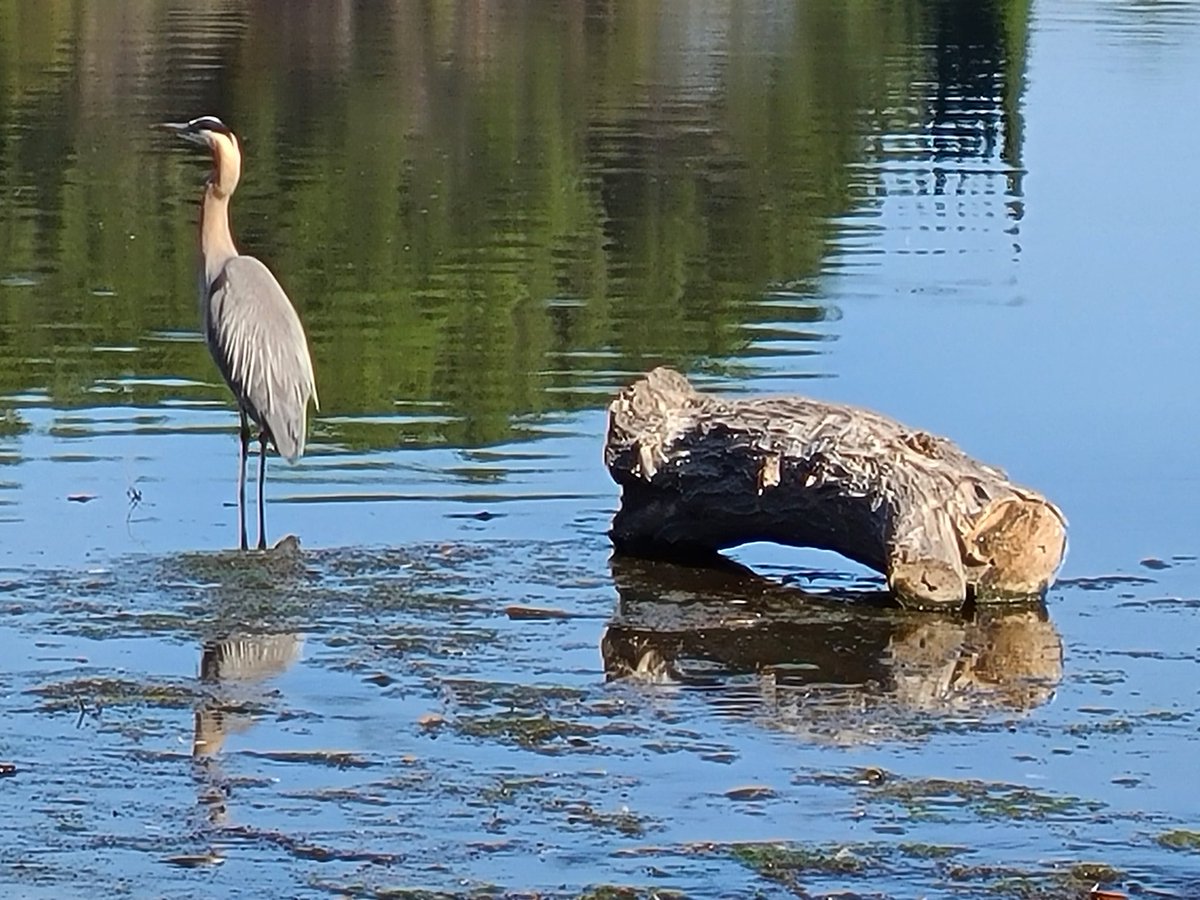 Great Blue Heron reflects near the Lake Lindero Log. #greatblueheron #logs #birds