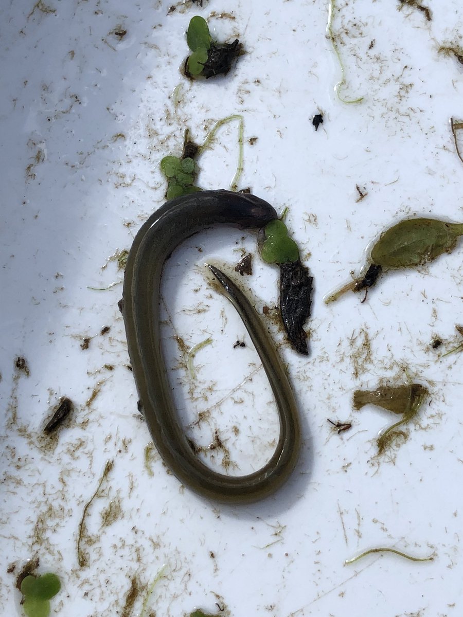 WFEcology's tweet photo. Brook lamprey accidentally netted during invertebrate surveys on the River Stiffkey today. Bullhead was a good bycatch last week on the Glaven. @N_Rivers_Trust https://t.co/OVHF8iNV4k