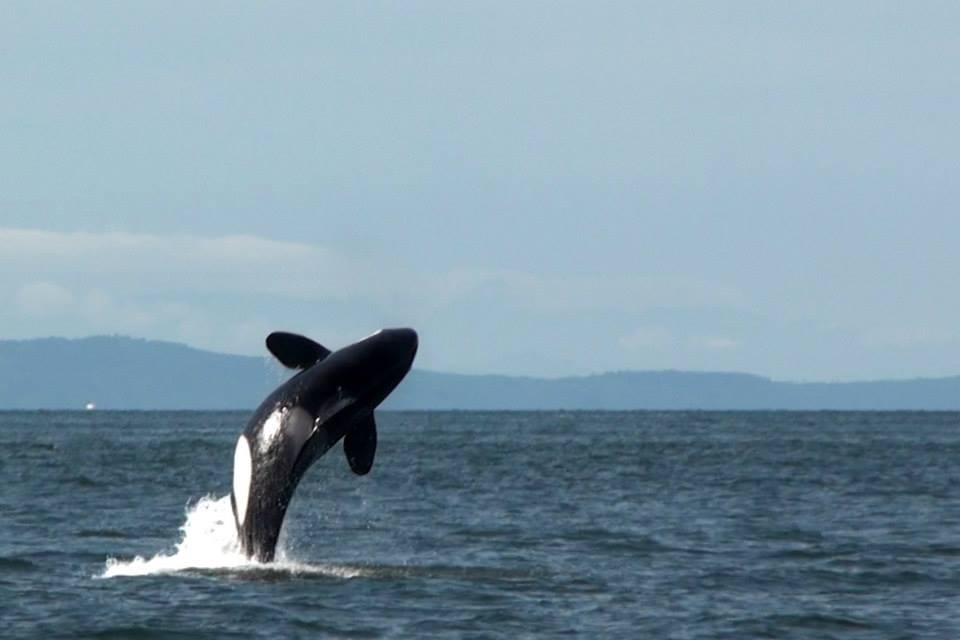 #OrcaActionMonth is almost over! Wherever you live in the world there are many ways that you can help protect the #SRKWs. Choosing sustainable seafood, especially when it comes to salmon is a great place to start. 
Photo by Kathryn
#WhaleTales #TalesOfSavingWhales