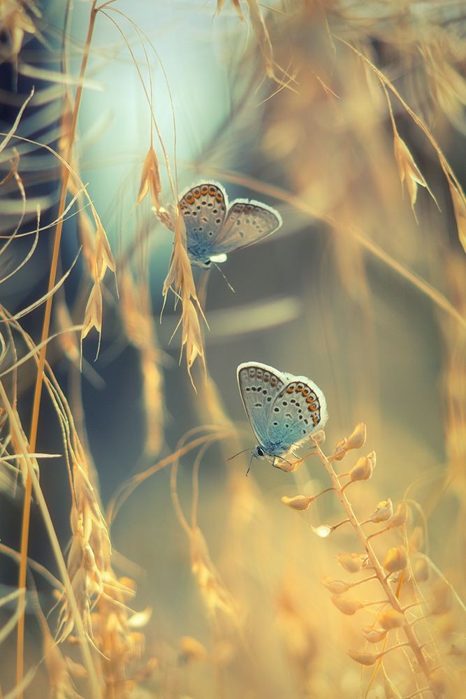 How much more beautiful the world would be if we people were silent at the right time, spoke at the right time and thoughtfully...
#Self_Knowledge
#wednesdaythought