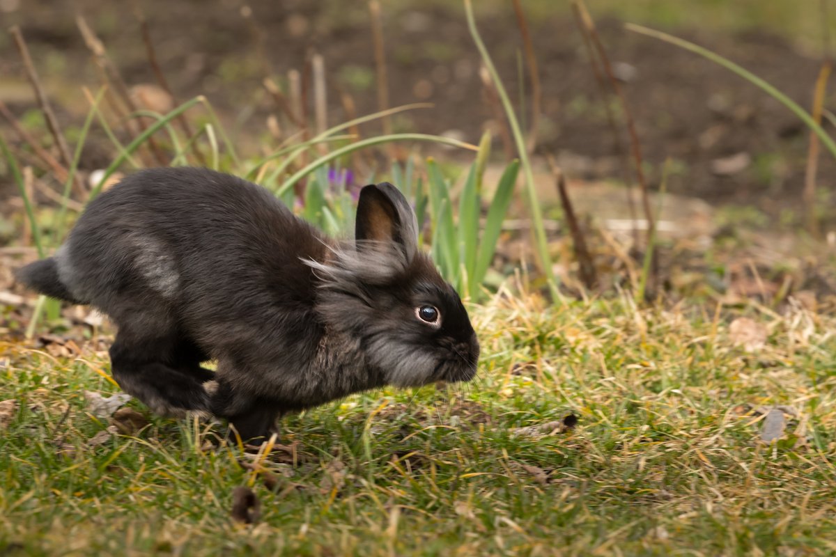 Happy Summer Solstice! To read my astrology information about the Yin Water Rabbit at Summer Solstice: mailchi.mp/redwoodspring.…
#chinesemedicine #acupuncture #astrology