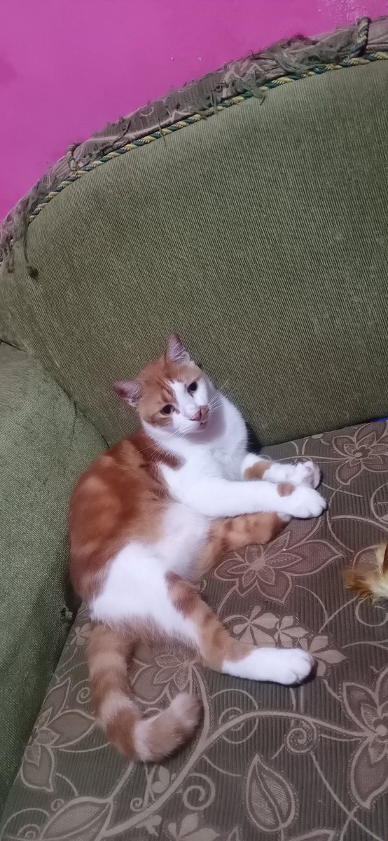 1nd4h_ps's tweet image. Mumpung dapat yang keliatan ganteng. 

#Bangboy
#Kucing