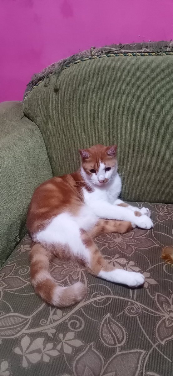 1nd4h_ps's tweet image. Mumpung dapat yang keliatan ganteng. 

#Bangboy
#Kucing