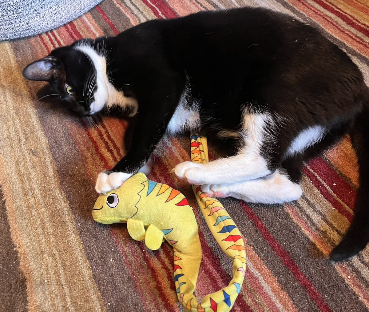 Staff bought us a new kicky toy. We’re getting to know him 🦎- Sadie #CatsOfTwitter #TuxieGang