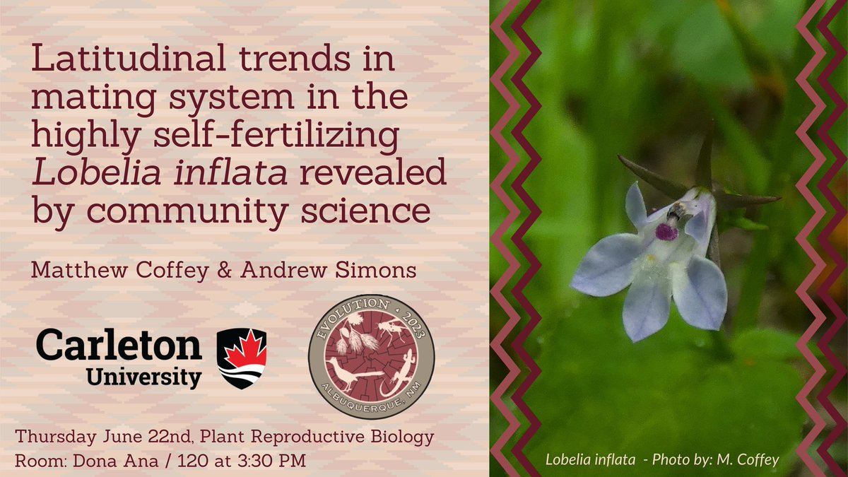MattCoffey96's tweet photo. If you are a fan of strange little selfing plants, Lobelias, and/or community science, come check out my talk on Thursday afternoon at #Evol2023! https://t.co/D1BZ6RazTZ