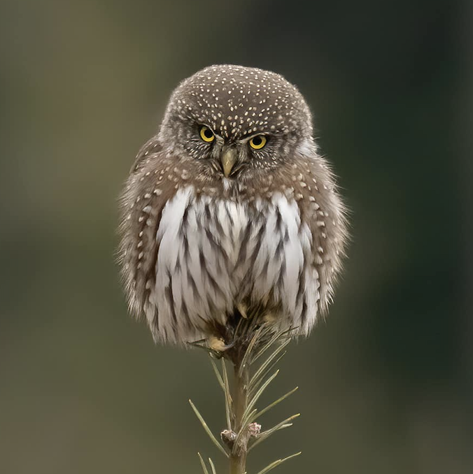 Owl right, owl right, owl right! This week is pretty exciting. We are getting ready to celebrate triple owls.  A triple owl is an individual who has earned at least three degrees from Southern. Read more: buff.ly/3TGq8jS  Update your contact info: buff.ly/3Prbe12