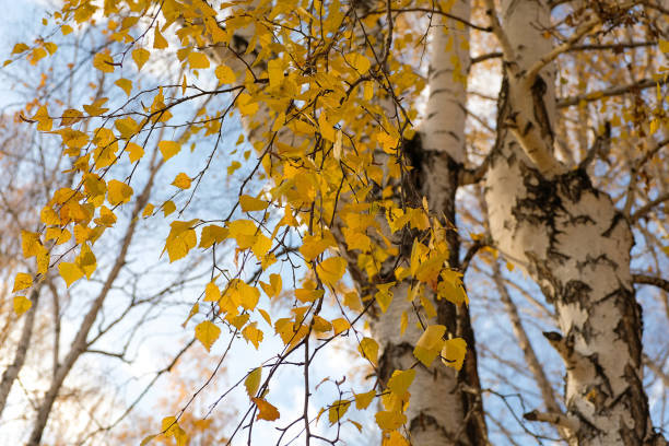 Birch trees are often among the first trees planted during reforestation after wildfires. They provide food and habitat for many species of wildlife.