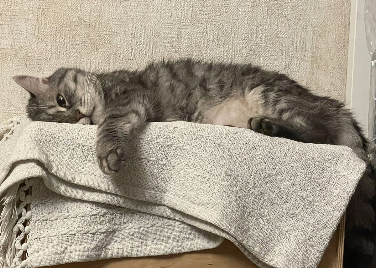 LorenzoTheCat's tweet photo. Today's Ukrainian cat---our friend Pickles who got her name because she was rescued from a bombed basement hiding behind pickle jars. She's doing well at the shelter with @eugenehmg, but sure wishes this damn war would end. https://t.co/d8zBknGzVV