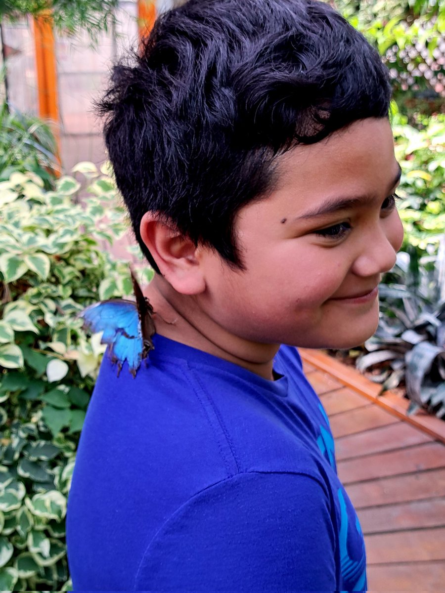grade3withMrsH's tweet photo. Love The Butterfly House!  #BlessedAndGrateful #Butterflies https://t.co/Rmiz6Qy5hl