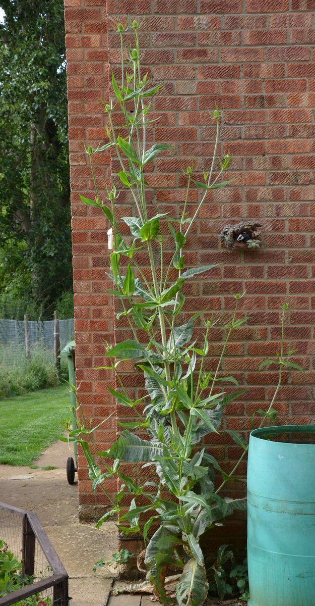BrownEider's tweet photo. Is there a record for the tallest #teasel @BSBIbotany ? If there is could I put this one forward for consideration.
As of this afternoon currently standing at 2.7m and still going up!!!
@thenewgalaxy 
@wildflower_hour https://t.co/qTfmPDkWcO