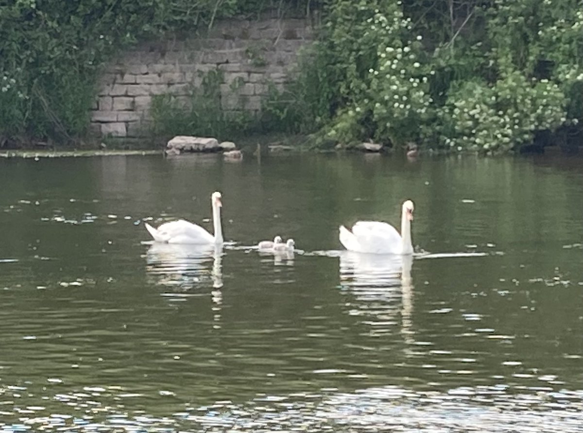 The Wyebridge cygnets have hatched. Only two, but they seem to be thriving. #monmouth #swans #wye