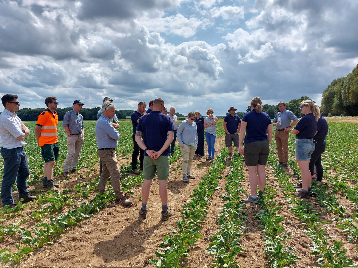 Great BBRO team meeting @Farming_Holkham learning more about what sustainability and building resilience means to Holkham and the Catalyst farming team.  @BBRO_Beet