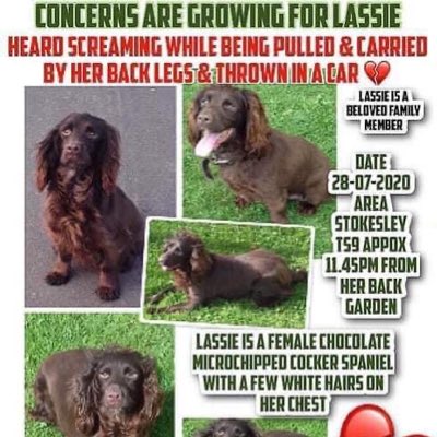 #NewProfilePic
#SpanielHour 

CONCERNS ARE GROWING FOR LASSIE - IF YOU KNOW “ANYTHING” WE ARE BEGGING YOU TO LET US KNOW 
28/7/20 LASSIE WAS TAKEN FROM HER HOME AND LITERALLY “thrown” INTO A VEHICLE- HER SCREAMS WERE HEARD 
#Stokesley #TS9 

doglost.co.uk/dog-blog.php?d…