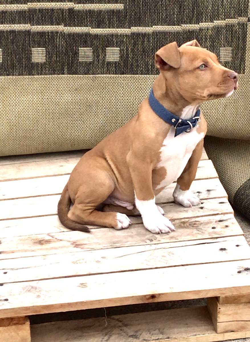 Tan solo tiene 2 meses 🥹Taylor 🤎