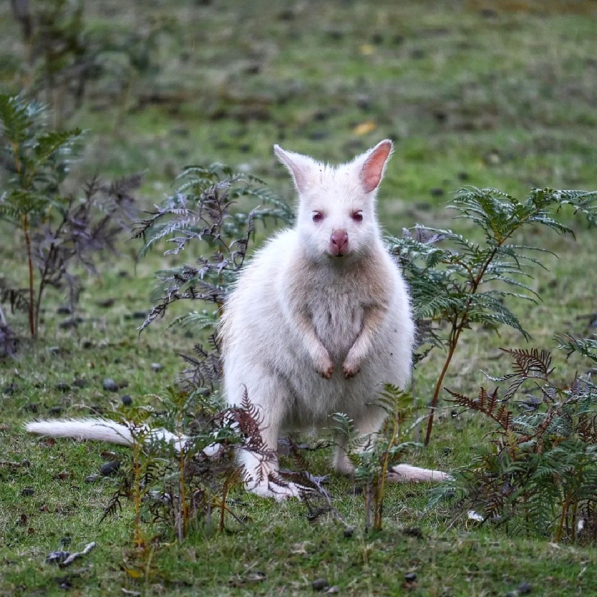 If you're looking for another reason to visit @tasmania, here is a seriously cute one 🤍 IG/girlofhobart captured this little fella on Tassie's #BrunyIsland, which is home to a small population of rare white wallabies. #seeaustralia #comeandsaygday