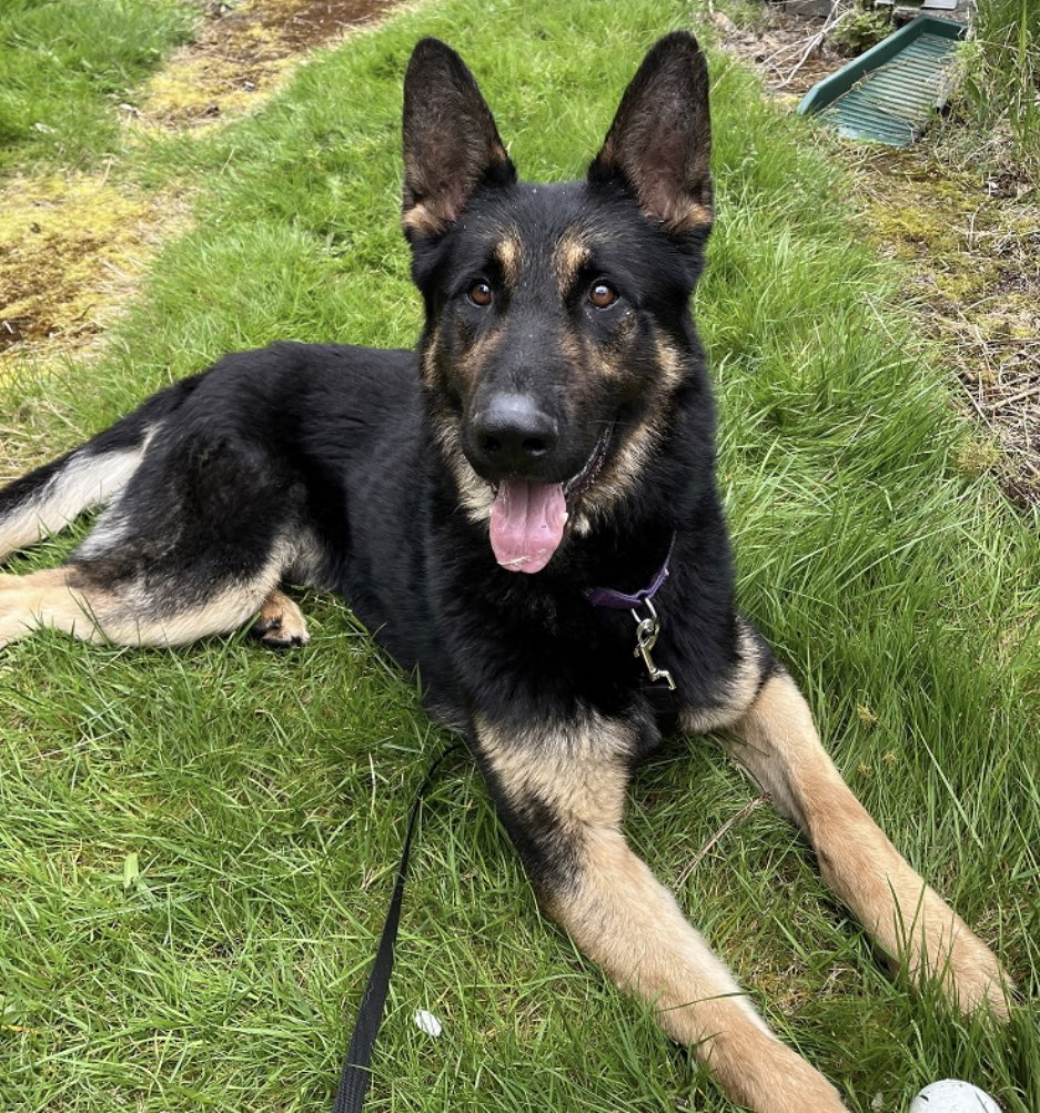#GSD Silas is still available, this boy is a dream pup, he has no reactivity or prey drive issues. He is good with other dogs, please tell all you friends in the #Seattle area who are looking for a GSD to apply to #Adopt Silas.