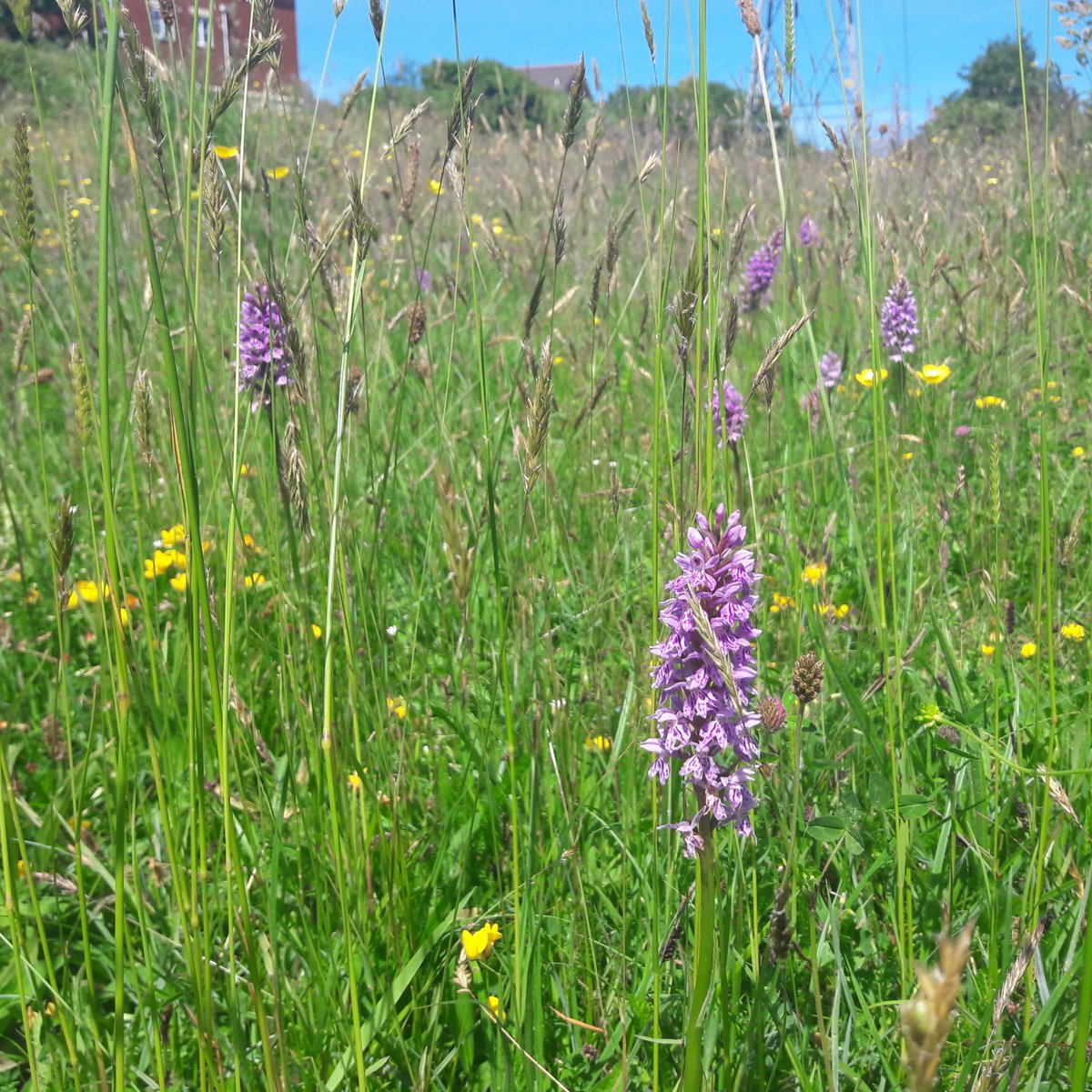 Cardiff Council on Twitter "🌍A Local Nature Partnership that has
