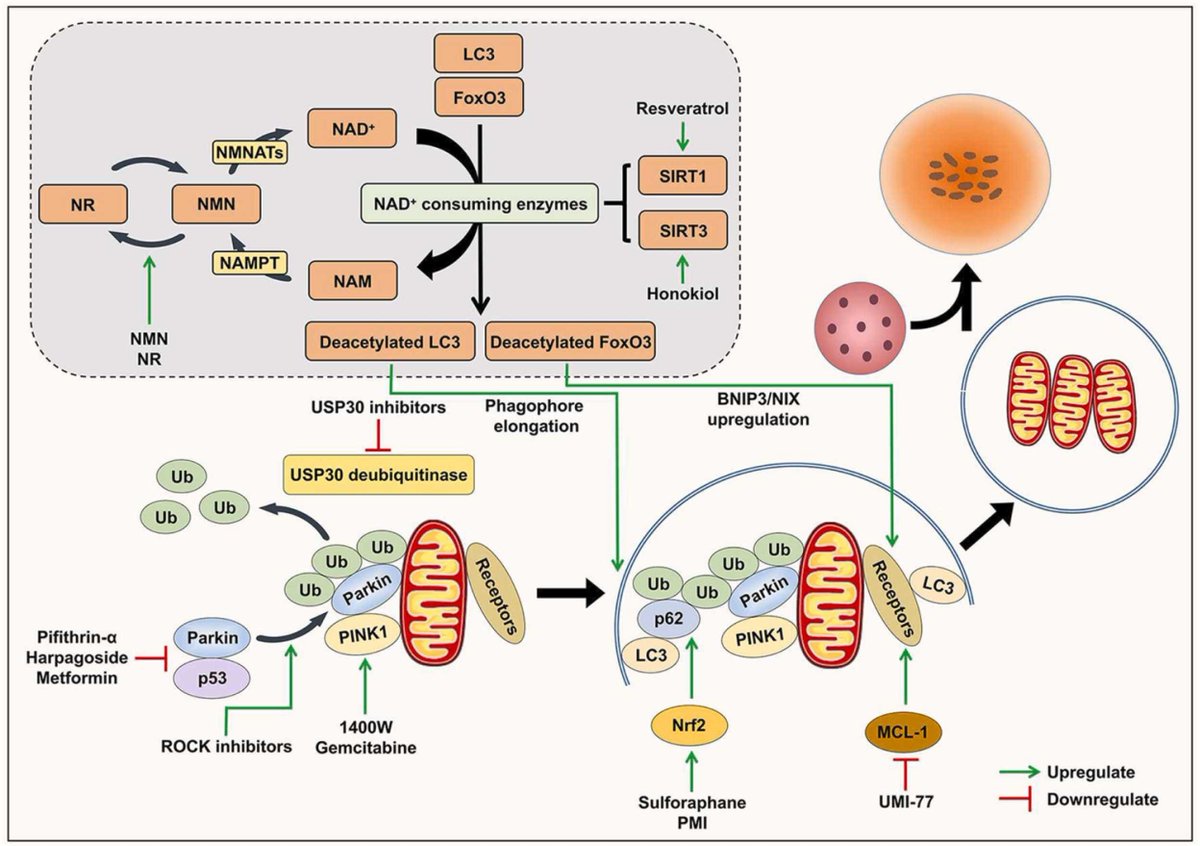 Novel #drug targets in the development of #mitophagy modulators. Representative protective mitophagy inducers have identified pharmacological mechanisms and specific drug targets, including modulation of NAD, SIRTs, USP30, p53, Nrf2, PINK1, MCL-1, and ROCK