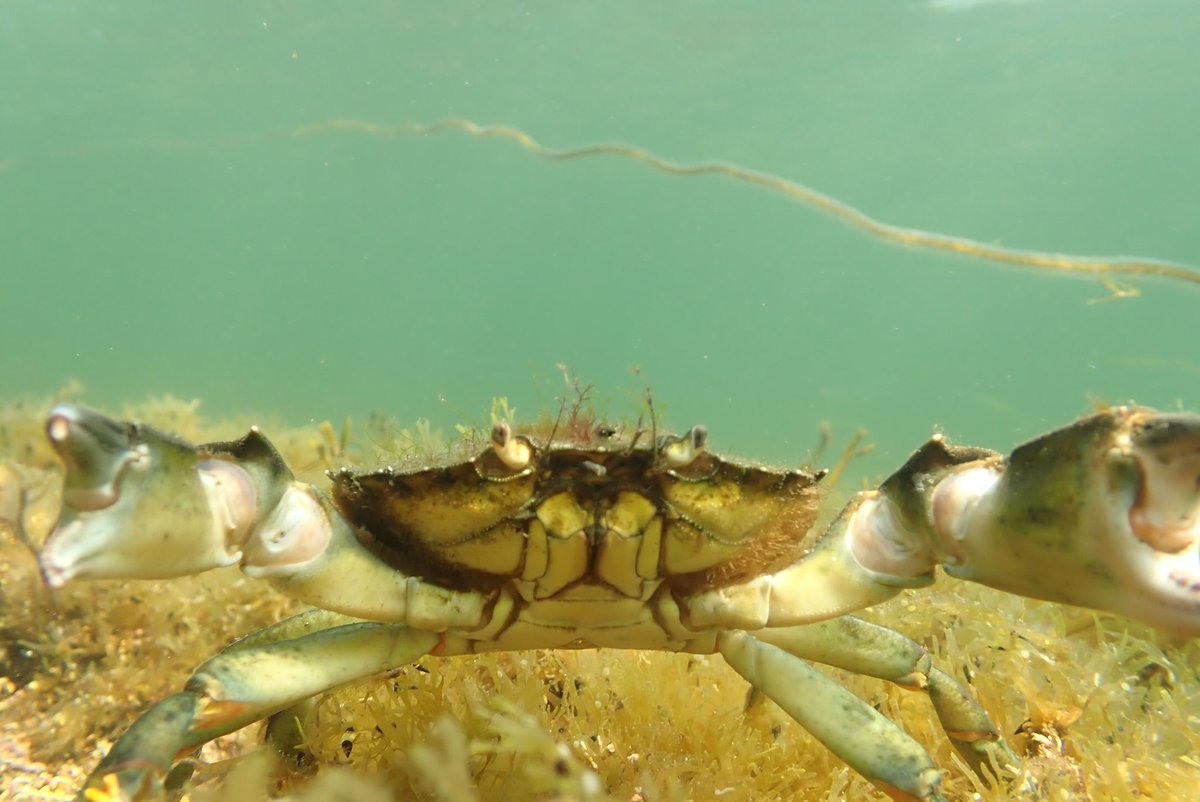 Isabel Key tweet media