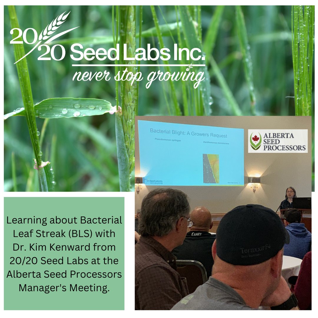 Dr. Kim Kenward from 20/20 Seed Labs was presenting to the @abseedpro Manager's Meeting in Camrose today about Bacterial Leaf Streak (BLS). Want to learn more? Get your Tech Bulletins here:  tinyurl.com/2p8frnhj #NeverStopGrowing #2020SeedLabs #Grow23 #Scout23