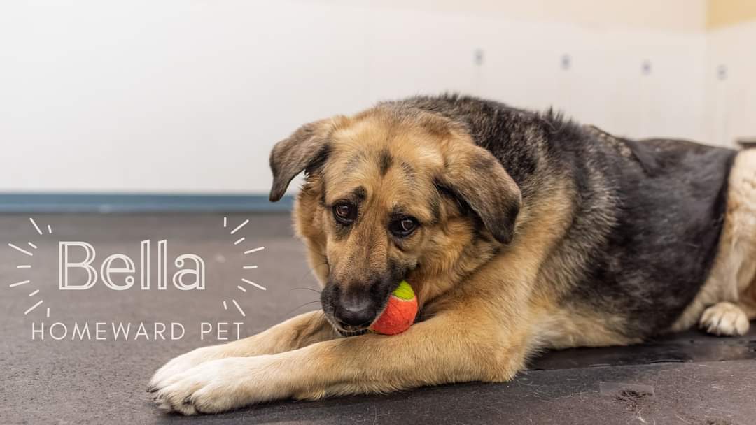 Bella. 6-year-old shepherd mix with no behavioral or health issues. Ideal  🏠 would be a family who will include her on adventures. Kids ok. Other dogs ok (if they match her play style). Cats unknown. She is not happy in the shelter. 😕 Very sweet girl. Smart too!  <a href="/HomewardPet/">Homeward Pet</a>
