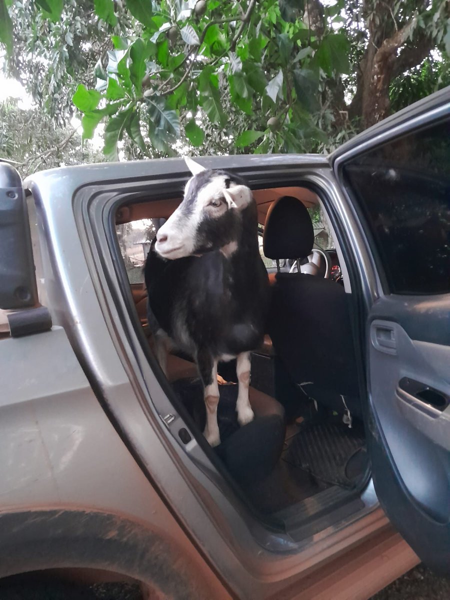 Silly Sally is always ready to hop in the truck for a ride 😁🐐 #sanctuarylife
