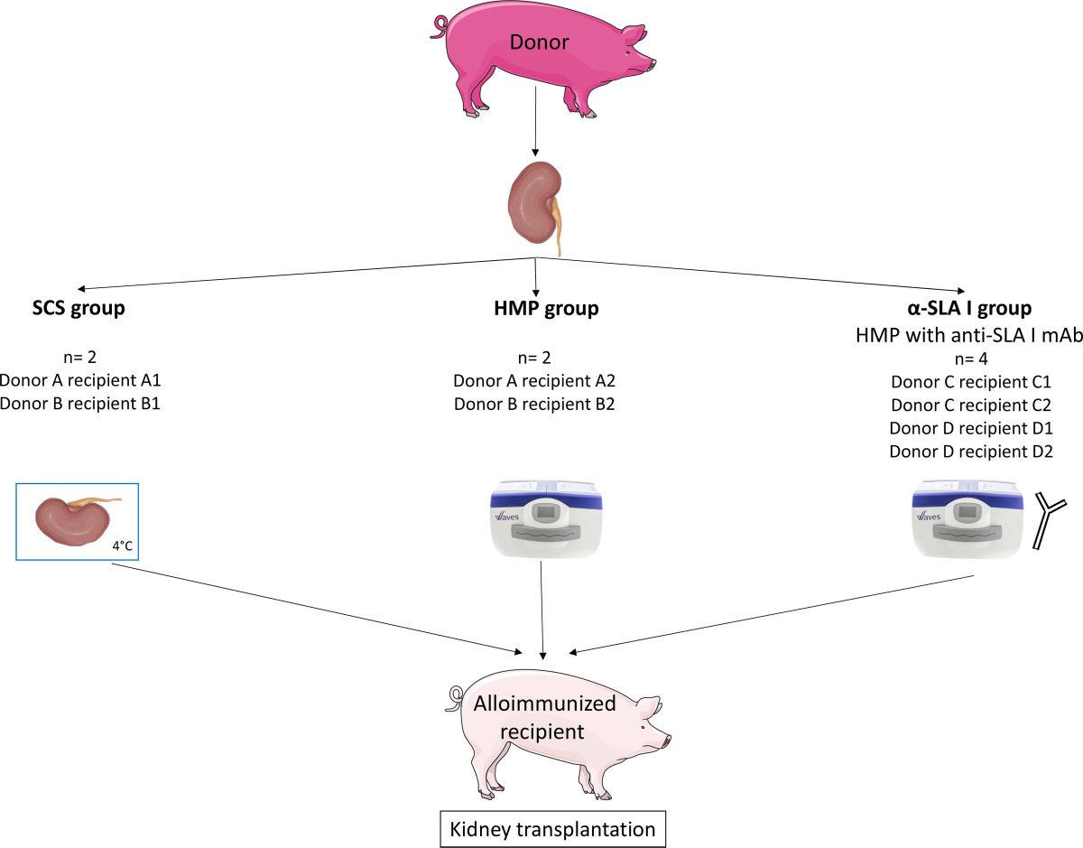 Innovative approach masking MHC class I molecules to prevent antibody mediated rejection in an experimental #transplant model is reported in the study by Kervella et al.  #TransplantTwitter #OpenAccess bit.ly/449RyCF