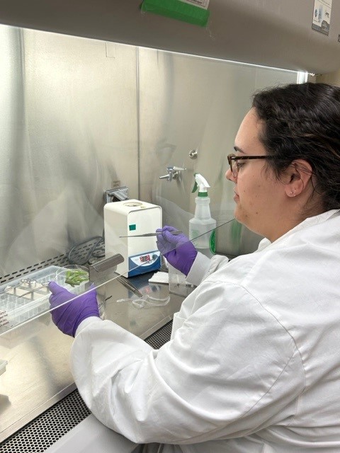 K.C. Irving Centre (@irvingcentre) on Twitter photo Kendra Sampson, Tissue Culture Specialist, conducting shoot initiations on edible grapevine species for VITIS Vines Inc. Since contamination is a risk, the tissue culture lab works in aseptic conditions. (Hence, the very clean & sanitized work space!)
<a href="/AcadiaICE/">Acadia Office of Industry and Community Engagement</a> <a href="/IrvingCentre/">K.C. Irving Centre</a> Kendra Sampson, Tissue Culture Specialist, conducting shoot initiations on edible grapevine species for VITIS Vines Inc. Since contamination is a risk, the tissue culture lab works in aseptic conditions. (Hence, the very clean & sanitized work space!)
<a href="/AcadiaICE/">Acadia Office of Industry and Community Engagement</a> <a href="/IrvingCentre/">K.C. Irving Centre</a>