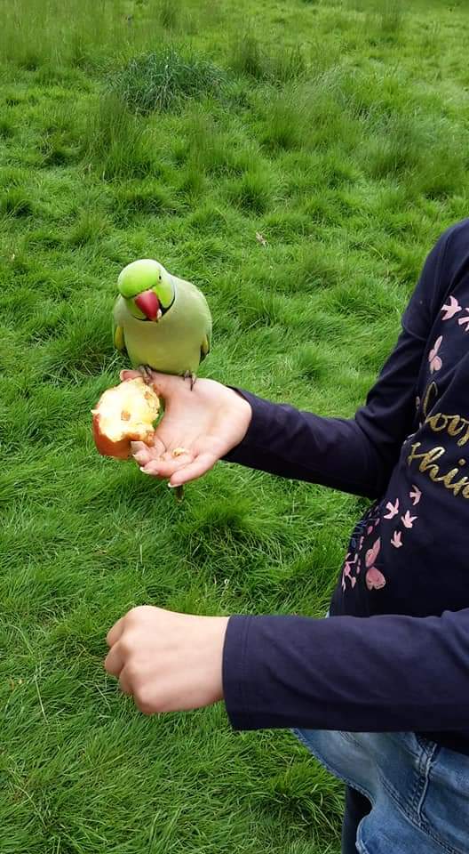 @SGEuropa_de Kann man Papageien füttern, wenn man einen Apfel oder Nüsse dabei hat. #KensingtonGarden #London