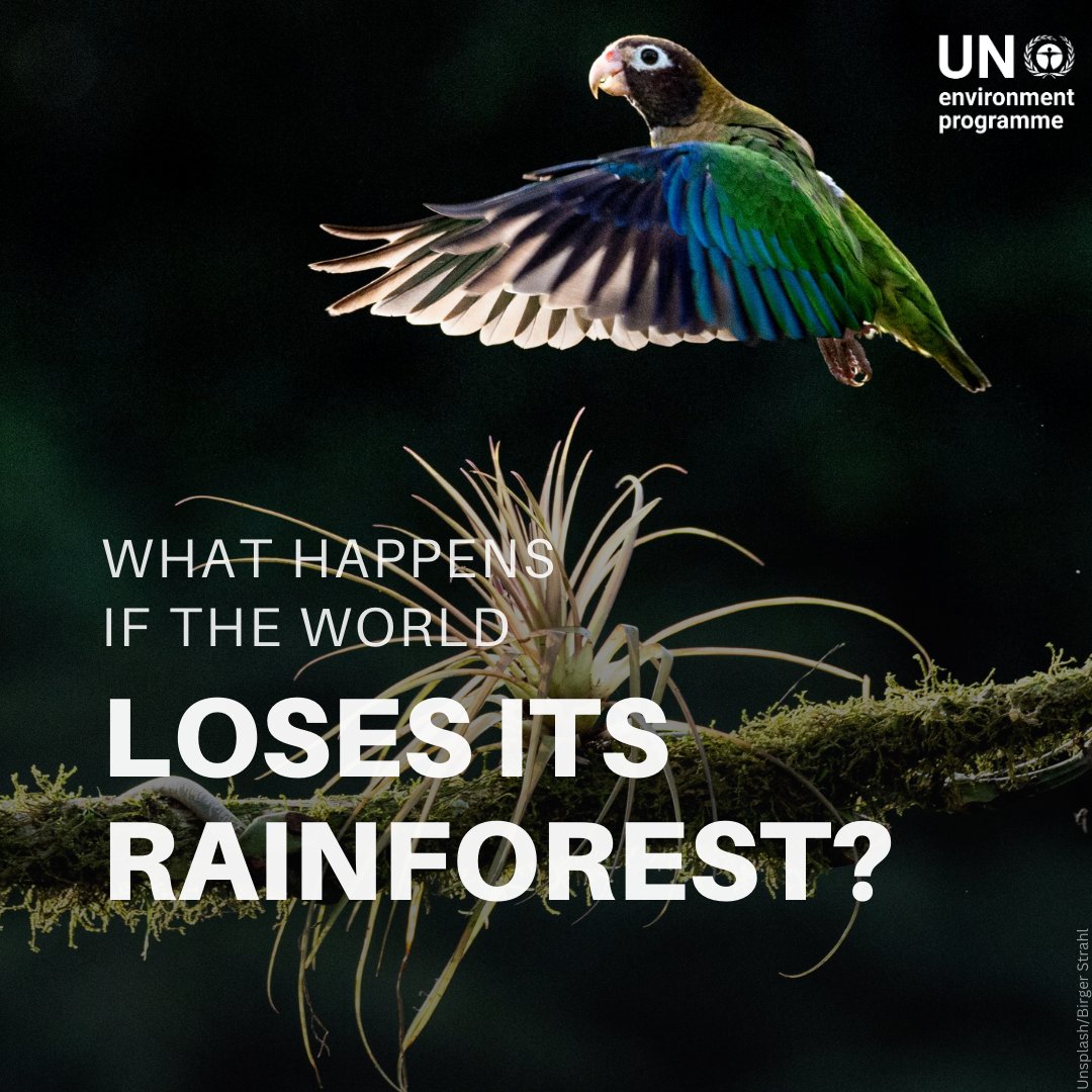 UNEP's tweet photo. Happy #WorldRainforestDay!

Rainforests are the lungs of our planet, gigantic reservoirs of biodiversity &amp; key in tackling the climate crisis. Humanity’s existence depend’s on their survival.

Join #GenerationRestoration &amp; take action #ForNature.

https://t.co/69XpPd6xWP