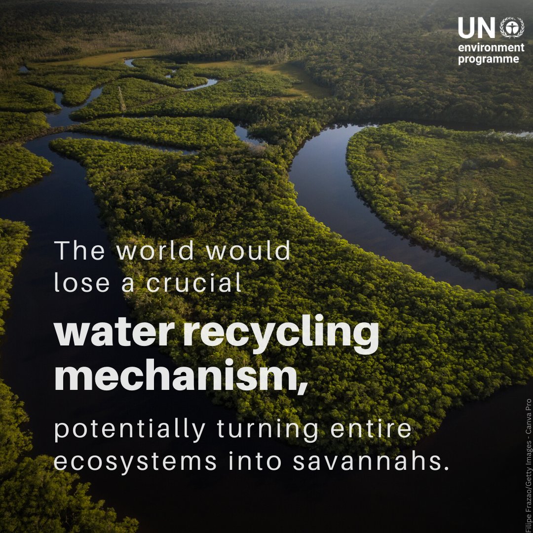 UNEP's tweet photo. Happy #WorldRainforestDay!

Rainforests are the lungs of our planet, gigantic reservoirs of biodiversity &amp; key in tackling the climate crisis. Humanity’s existence depend’s on their survival.

Join #GenerationRestoration &amp; take action #ForNature.

https://t.co/69XpPd6xWP