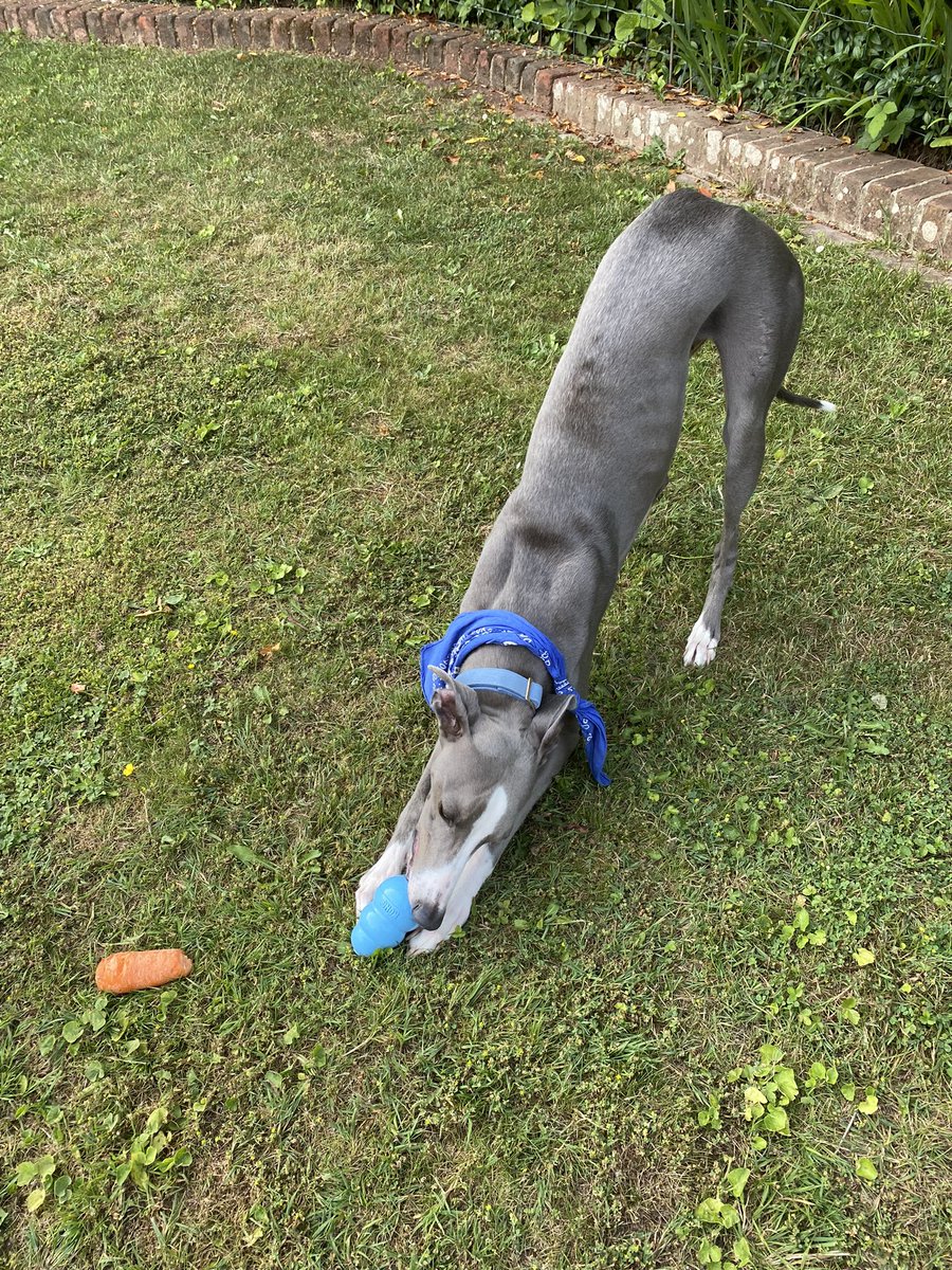 Hi frends. Good news!  Me has had a sossiges!  Bad news!!  De hoomum stuck it inside me Kong. Not sure what to fink about dis!! Foughts very welcome.❤️❤️🐾🐾🐾🐾🐾🐾❤️🐾❤️🐾🐾