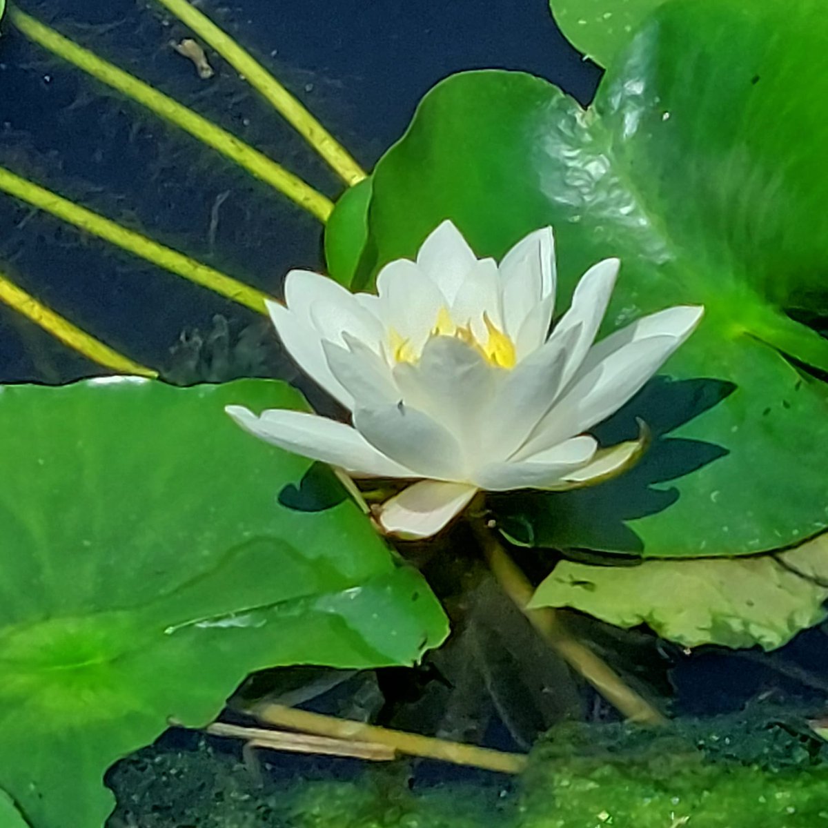 Cockington Park tweet media