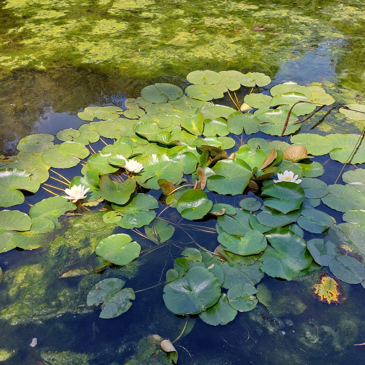 The water lilies on the Cockington lakes not only look beautiful, but also benefit the lake environment by providing shelter for frogs and fish, and also nectar and habitats for insects.

#waterlilies #cockingtonlakes