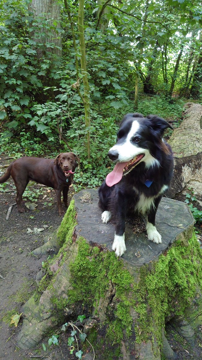 CollieJake's tweet image. We went to the 'mire woods this afternoon and we have just finished helping human wash the car

We were very very helpful, exhausted now 😴 😂