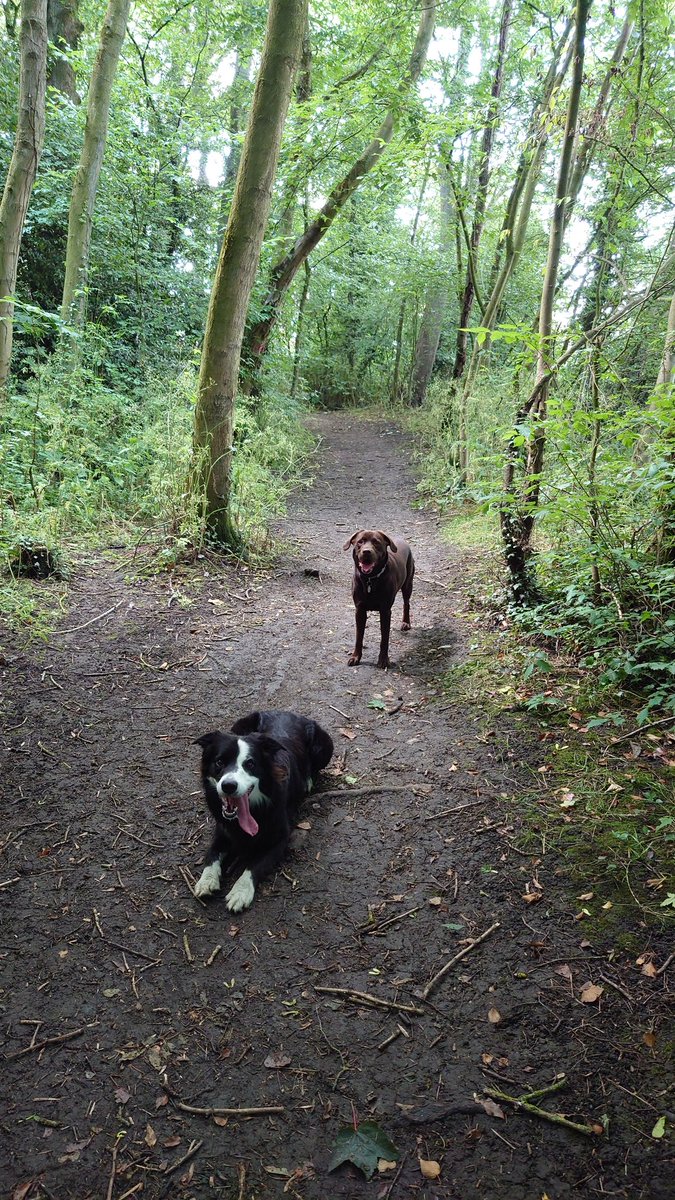 CollieJake's tweet image. We went to the 'mire woods this afternoon and we have just finished helping human wash the car

We were very very helpful, exhausted now 😴 😂